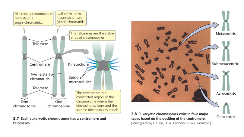 Chromosome