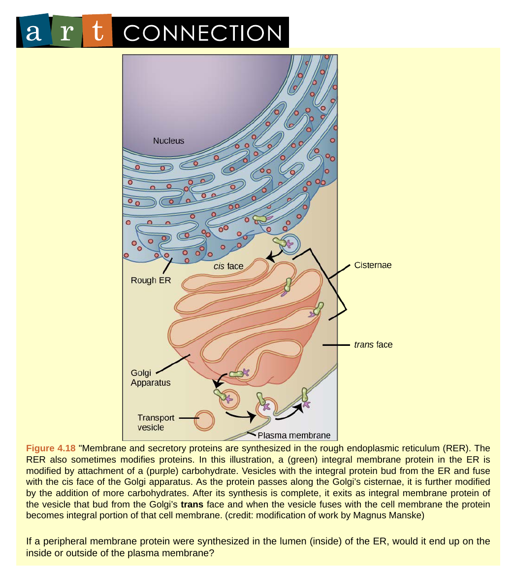 Endomembrane