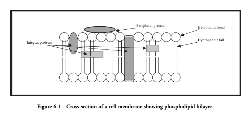 Fluid mosaic model