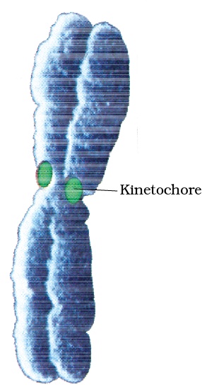 Kinetochore