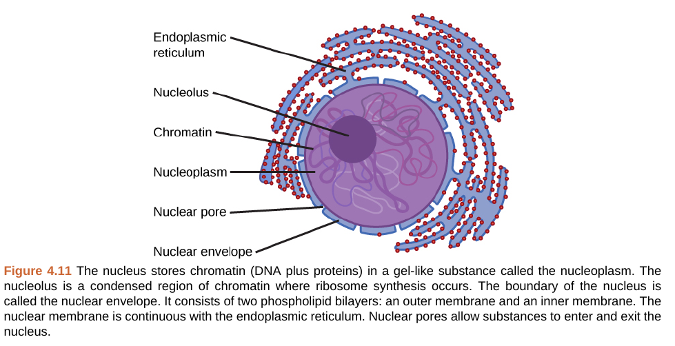 Nucleus