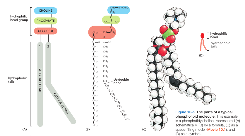 Phospholipid
