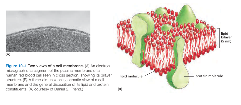 Plasma Membrane