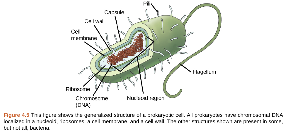 Prokaryotic cell