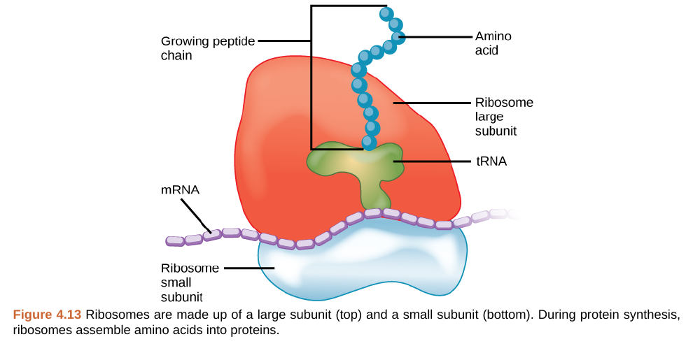 Ribosomes