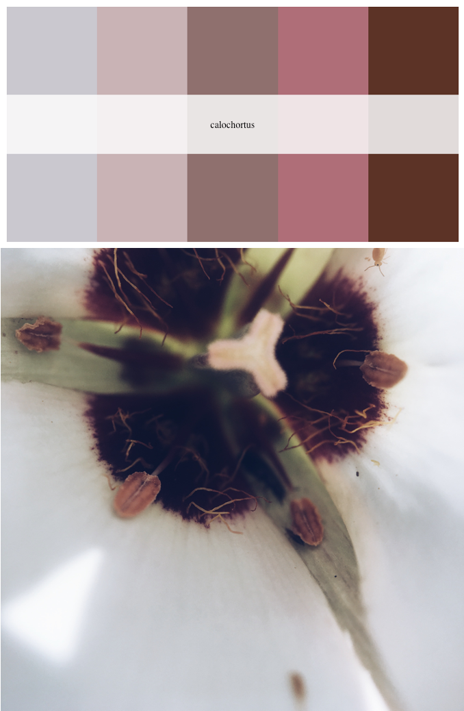 An example of the `calochortus` palette in `calecopal`, which has 5 pink-brown colors, above the flower that inspired the palette, _Calochortus catalinae_, which has a dark brown fuzzy center with green triangles coming out of the middle, all surrounded by big white petals.