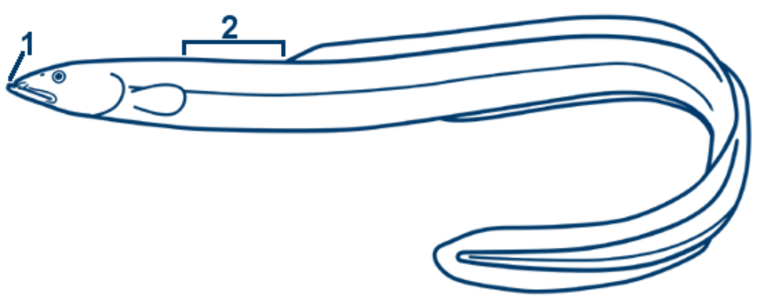 Aal schematische Zeichnung