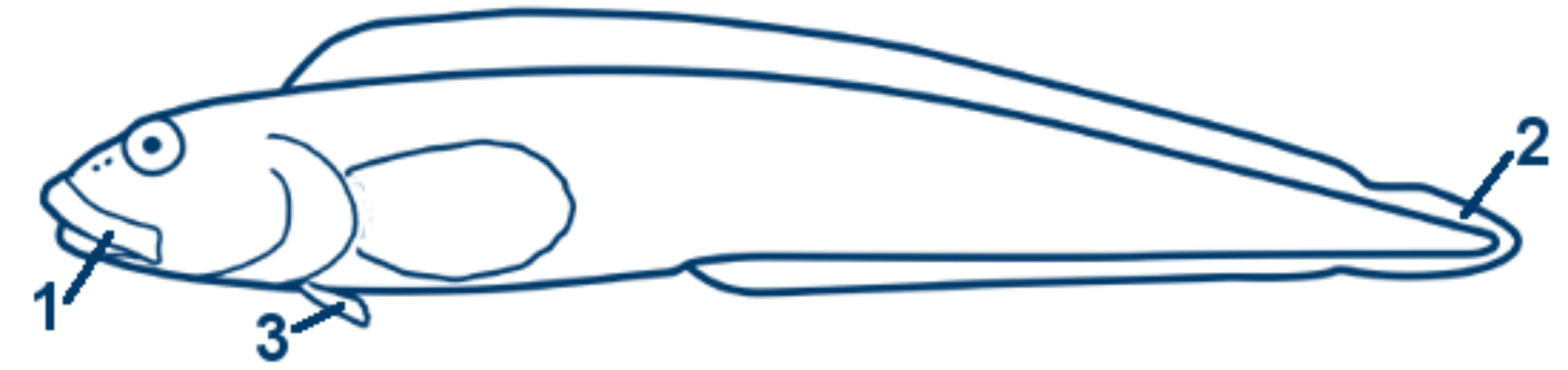 Aalmutter schematische Zeichnung