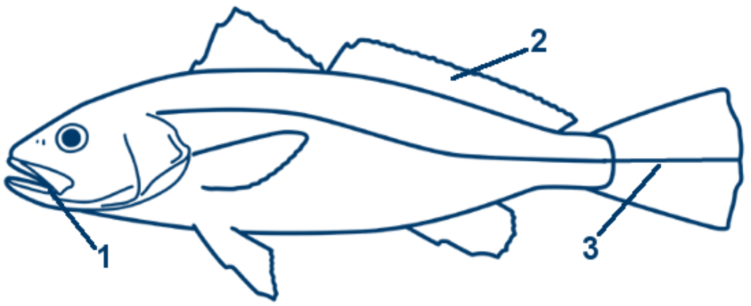 Adlerfisch schematische Zeichnung