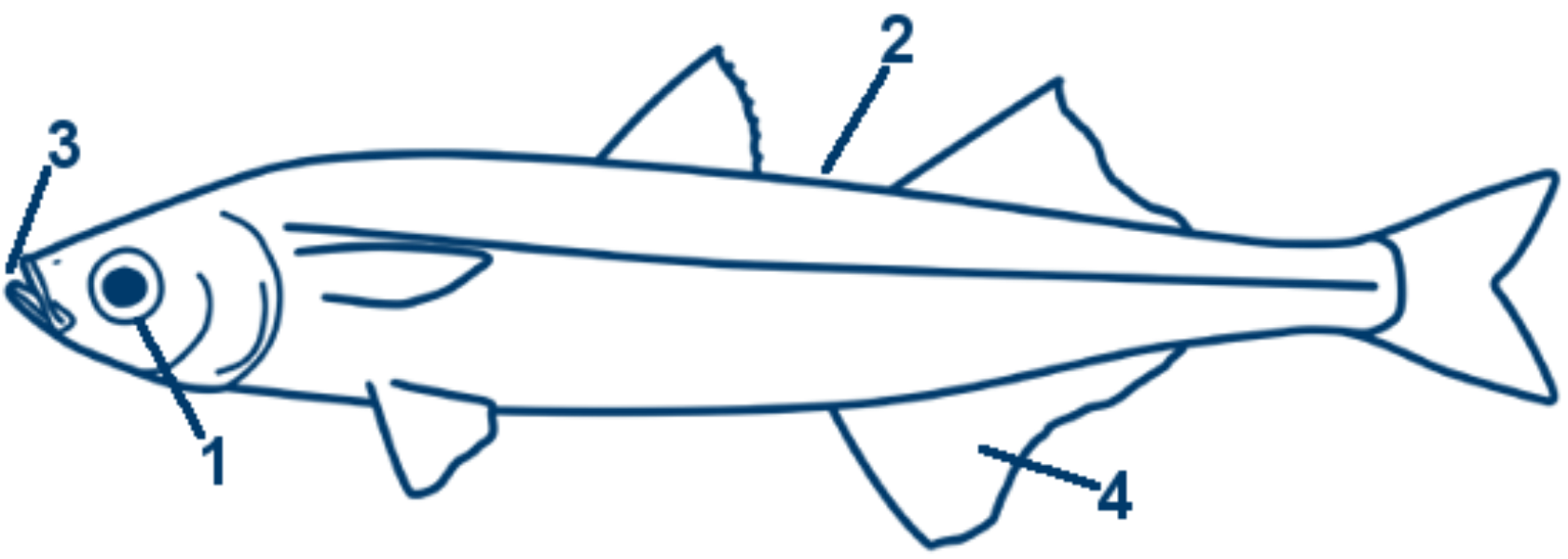 Ährenfisch schematische Zeichnung