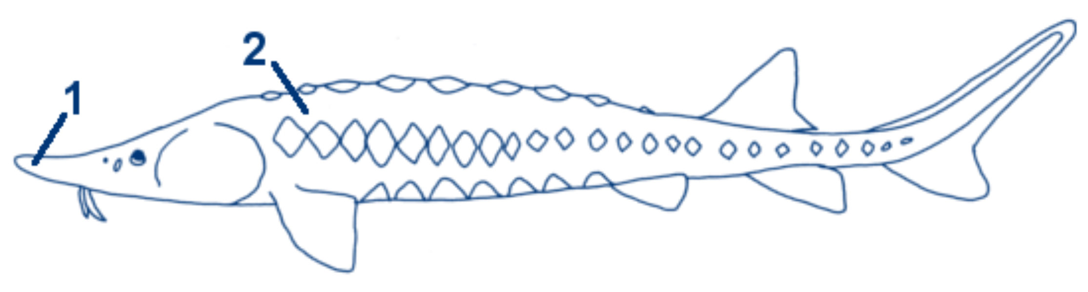 Atlantischer Stör schematische Zeichnung