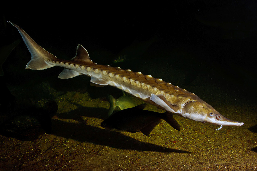 Atlantischer Stör in Seitenansicht