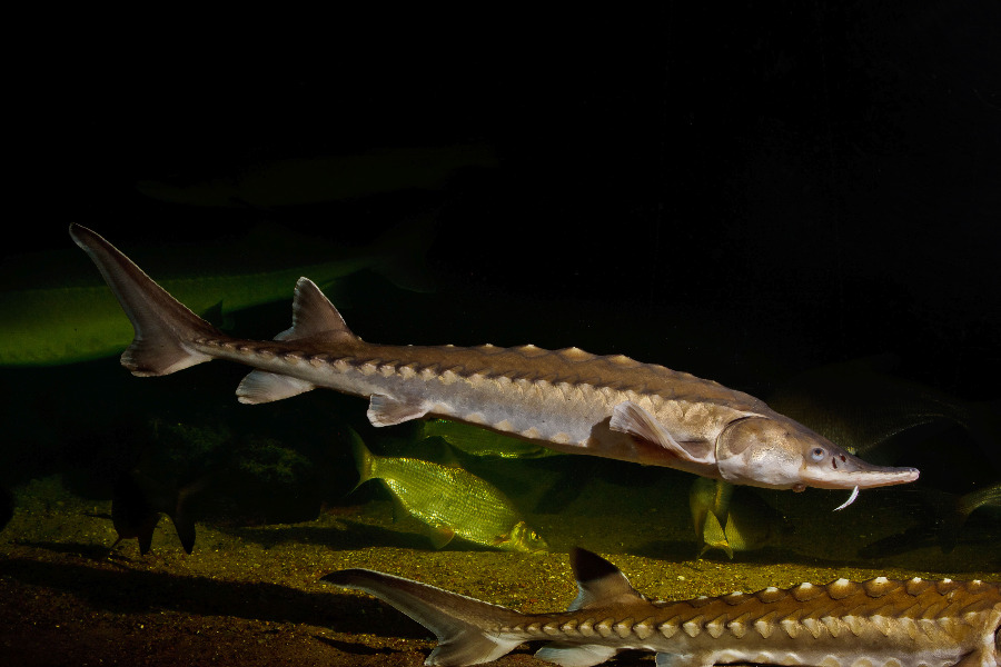 Atlantischer Stör in Seitenansicht