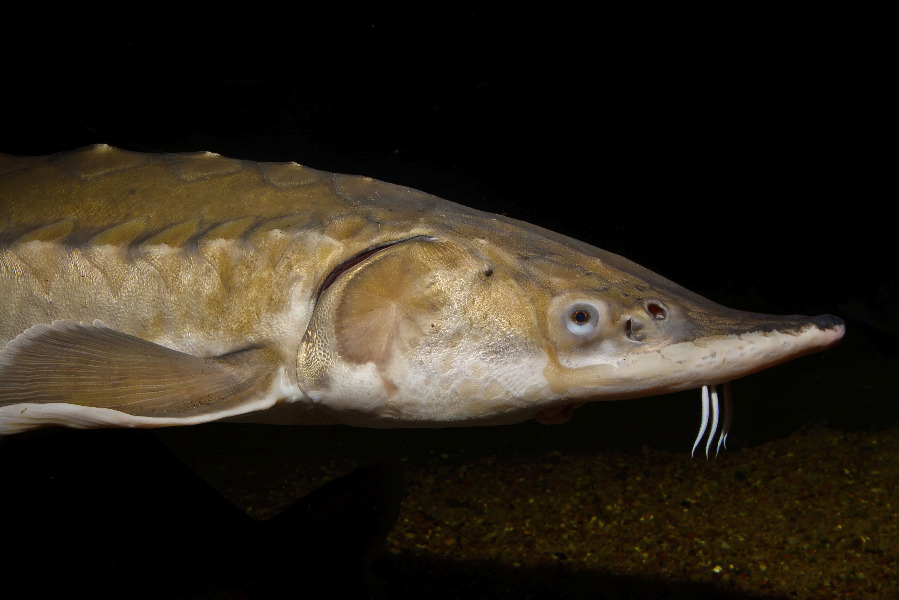 Atlantischer Stör - Kopf in Seitenansicht