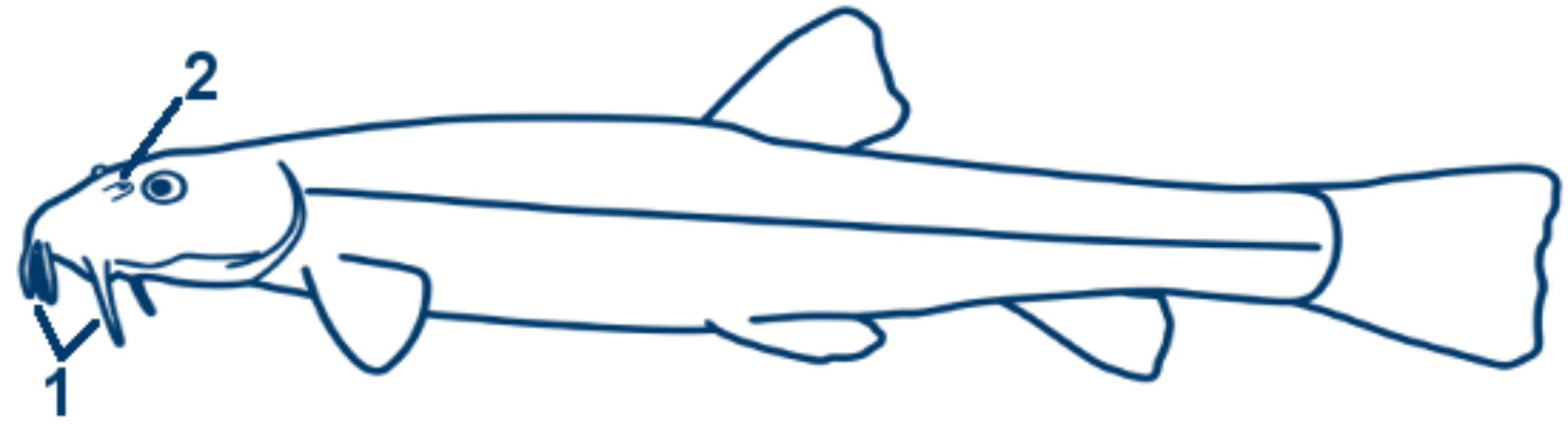 Bachschmerle schematische Zeichnung