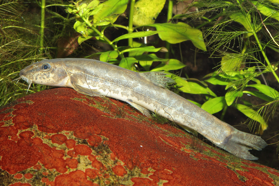 Bachschmerle in Seitenansicht auf dem Bauch liegend