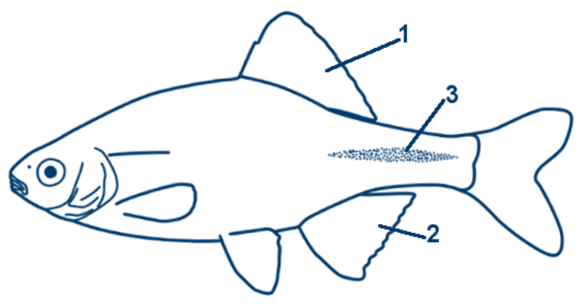 Bitterling schematische Zeichnung