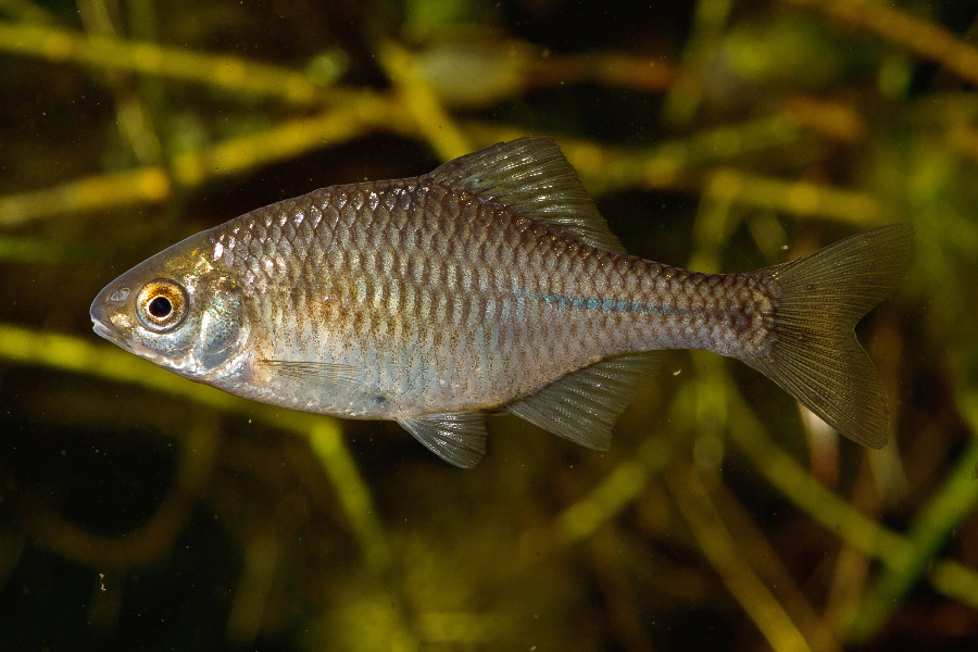 Bitterling in Seitenansicht