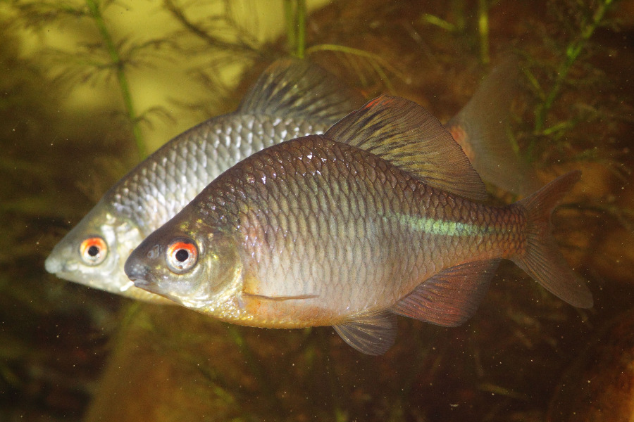 Zwei Bitterling in Seitenansicht