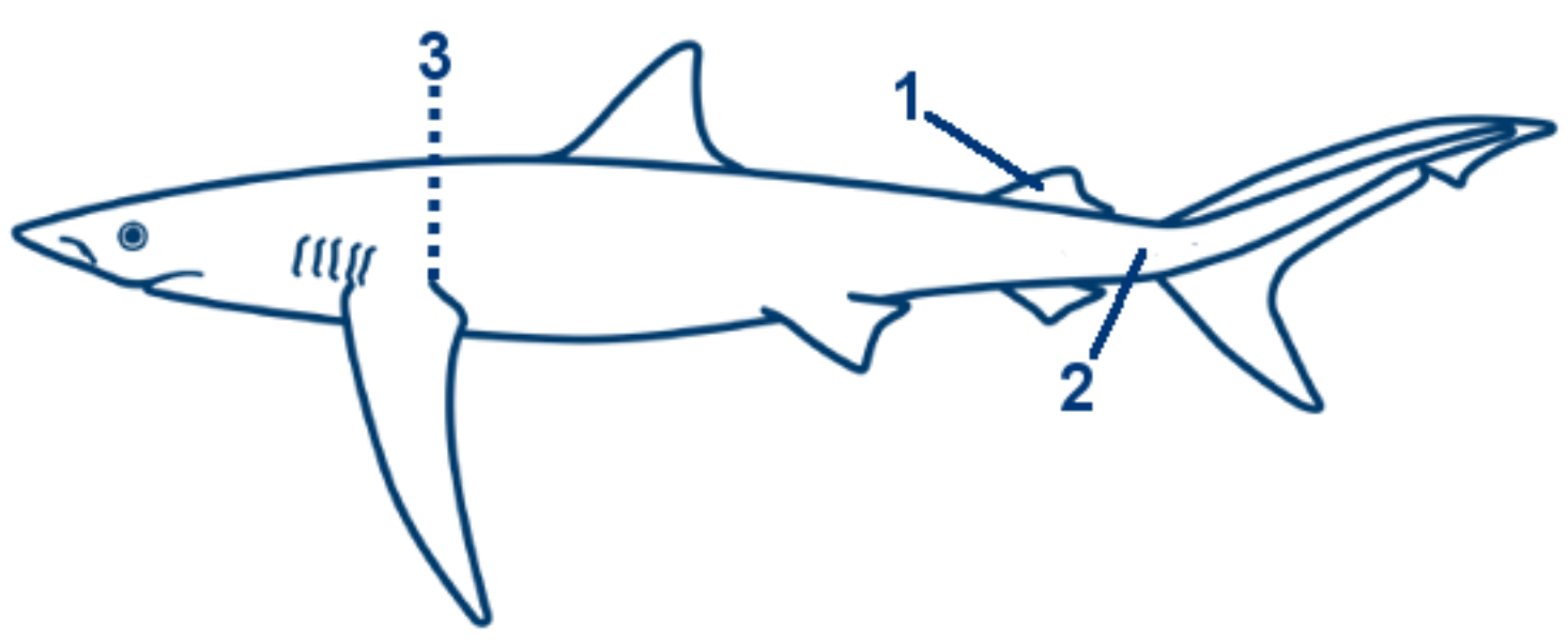 Blauhai schematische Zeichnung