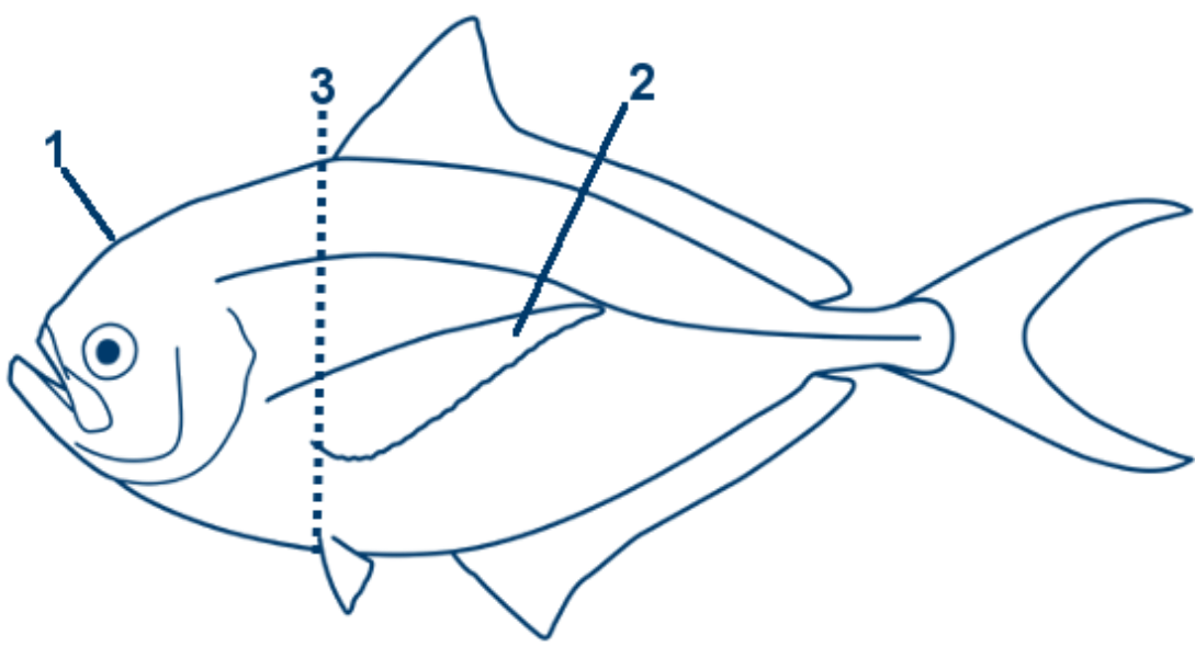 Brachsenmakrele schematische Zeichnung