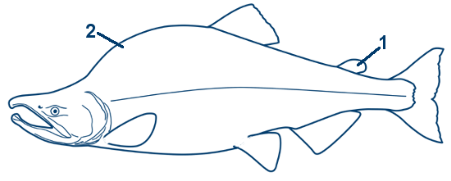 Buckellachs schematische Zeichnung