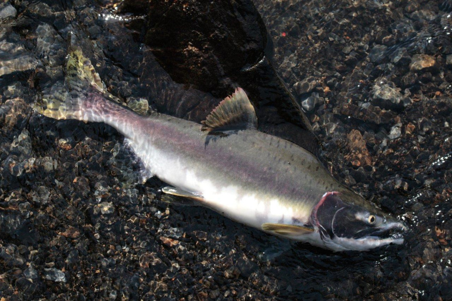 Buckellachs in Seitenansicht im Fluss liegend