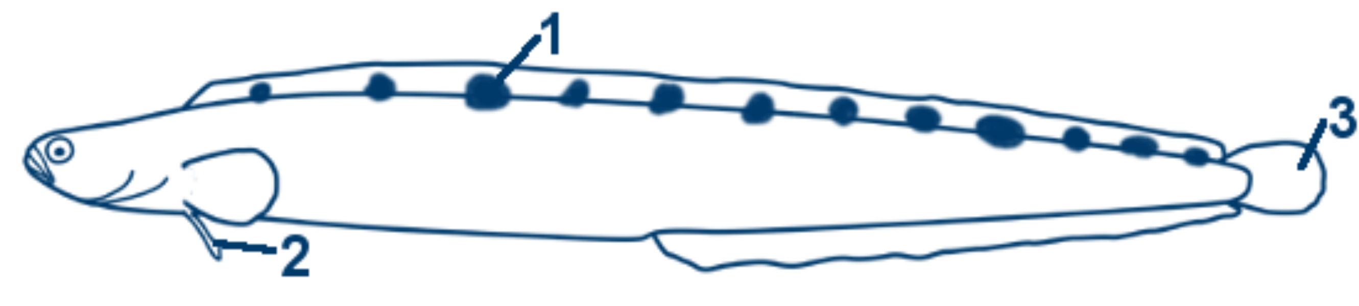 Butterfisch schematische Zeichnung