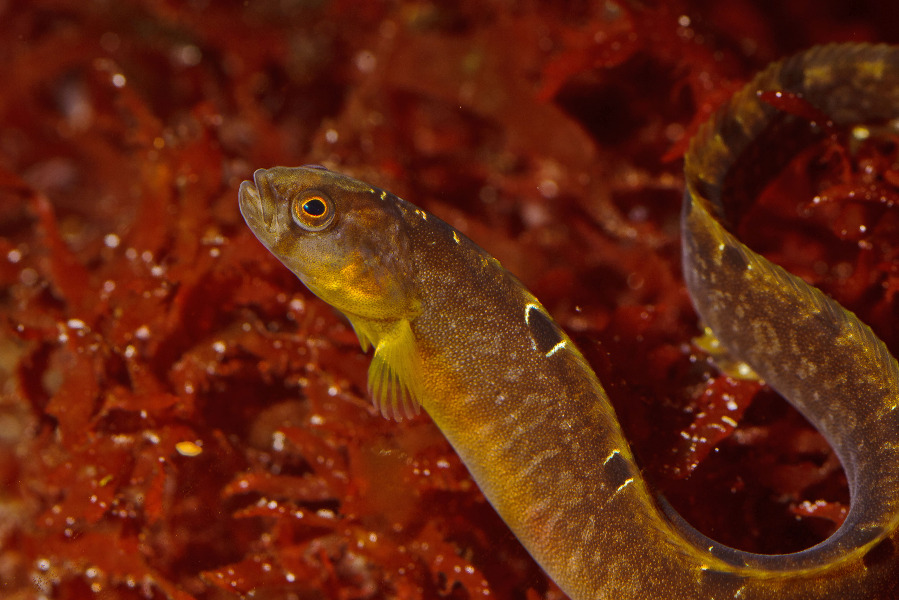 Butterfisch in Seitenansicht