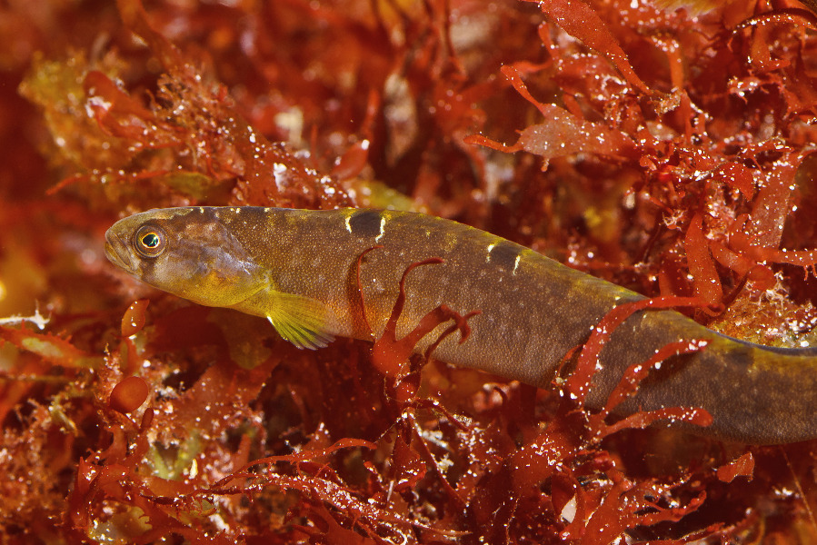 Butterfisch - Kopf und Rumpf in Seitenansicht