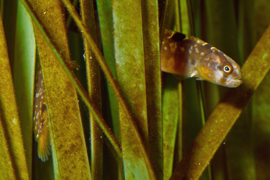 Butterfisch - Kopf in Seitenansicht