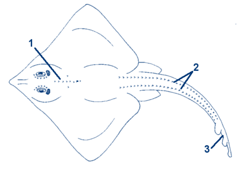 Chagrinrochen schematische Zeichnung