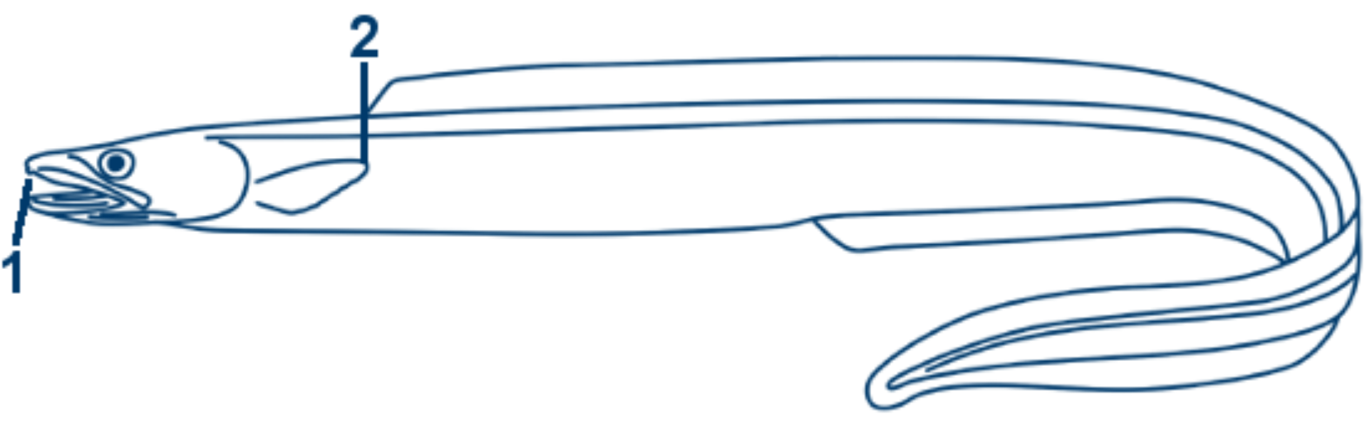 Conger schematische Zeichnung