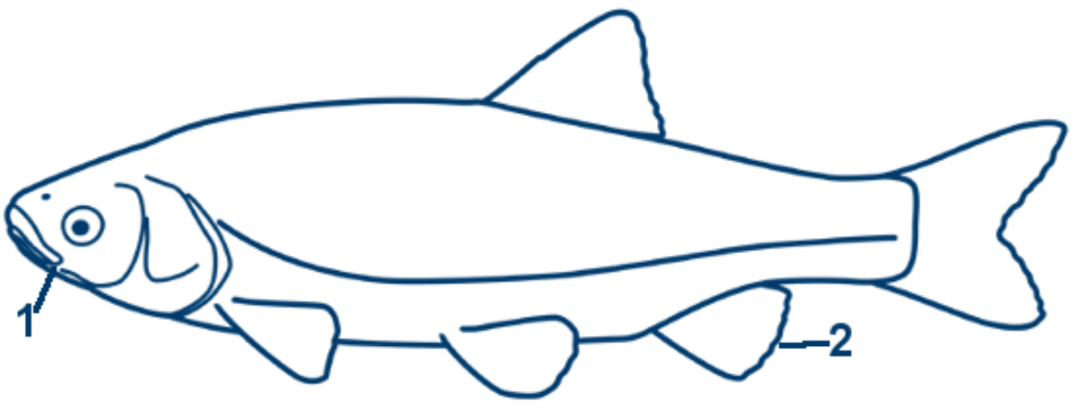 Döbel schematische Zeichnung