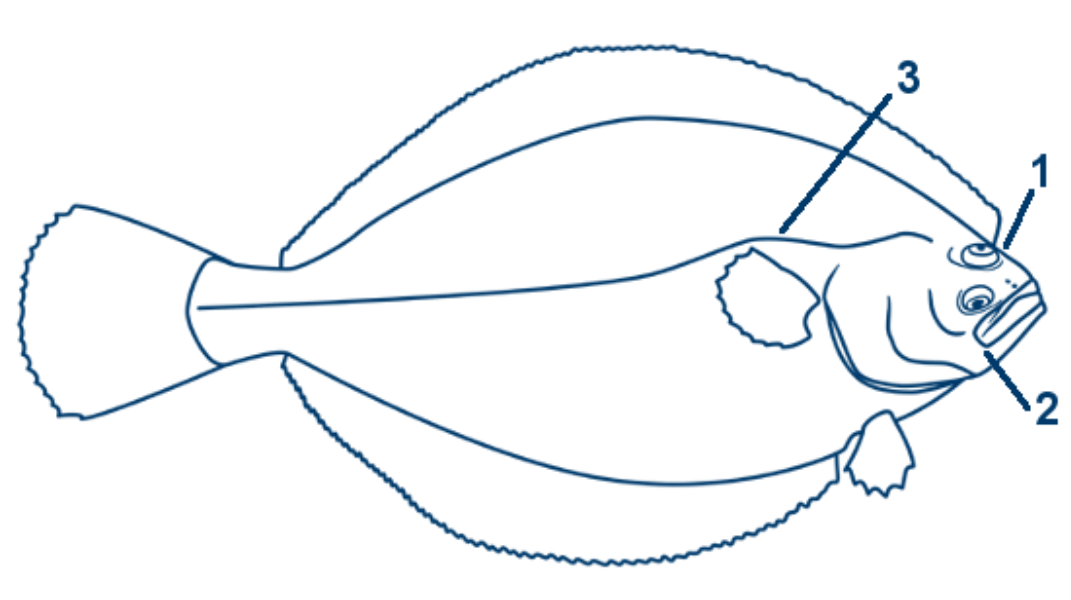 Doggerscharbe schematische Zeichnung