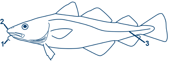 Dorsch schematische Zeichnung