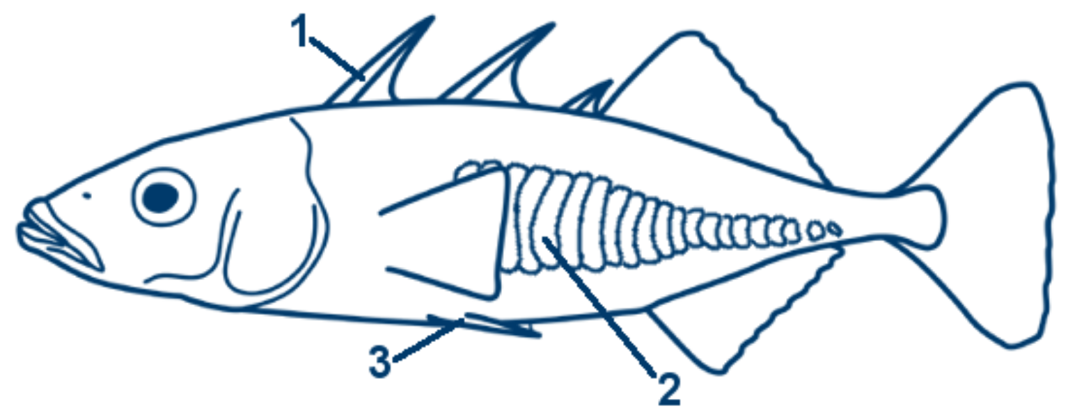 Dreistachliger Stichling schematische Zeichnung