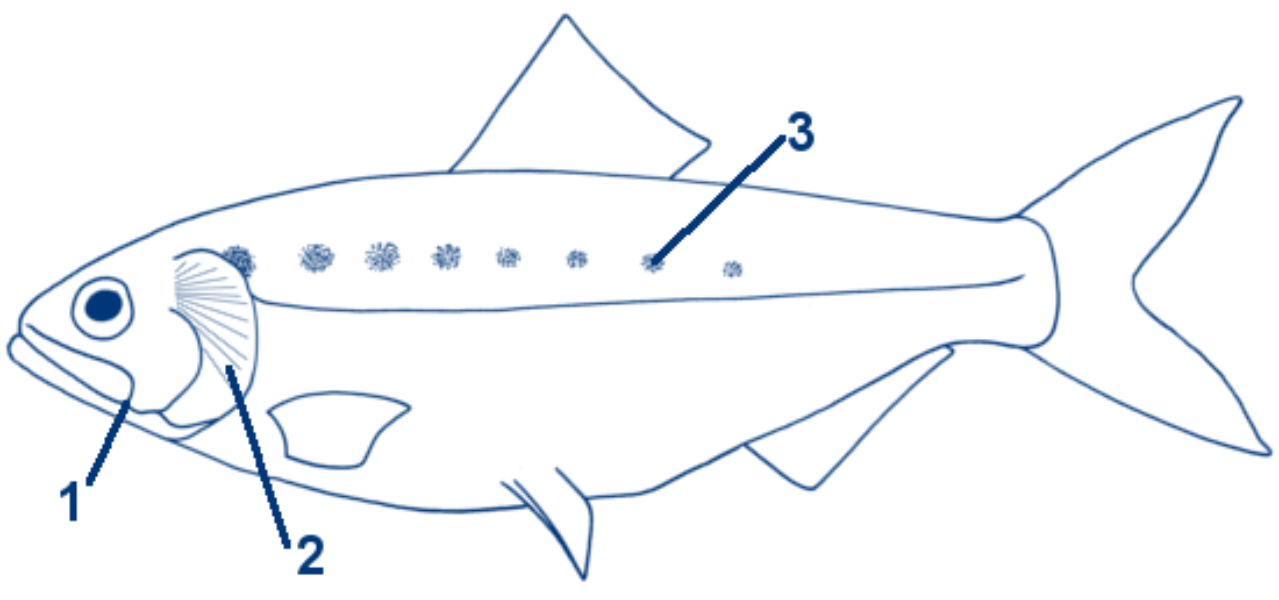 Finte schematische Zeichnung