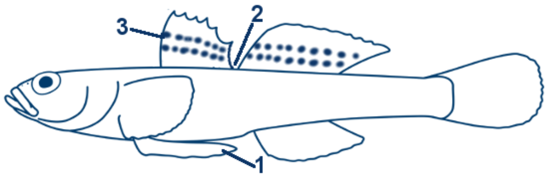 Fleckengrundel schematische Zeichnung