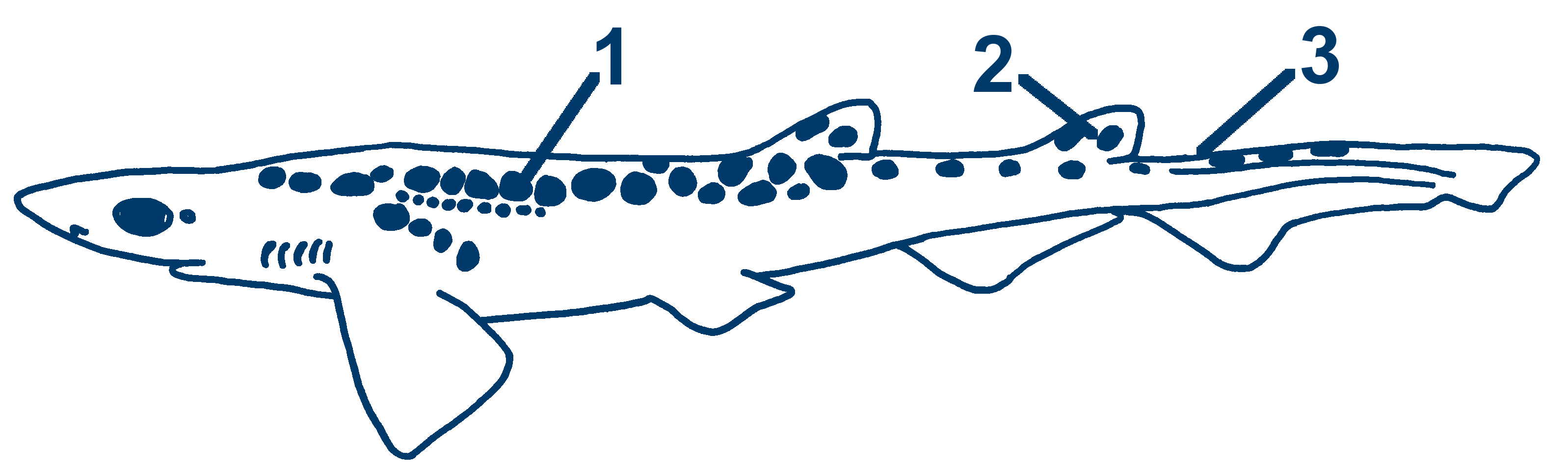 Fleckhai schematische Zeichnung