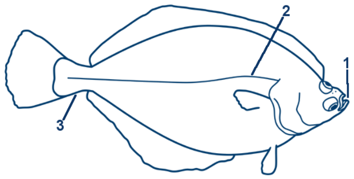 Flunder schematische Zeichnung