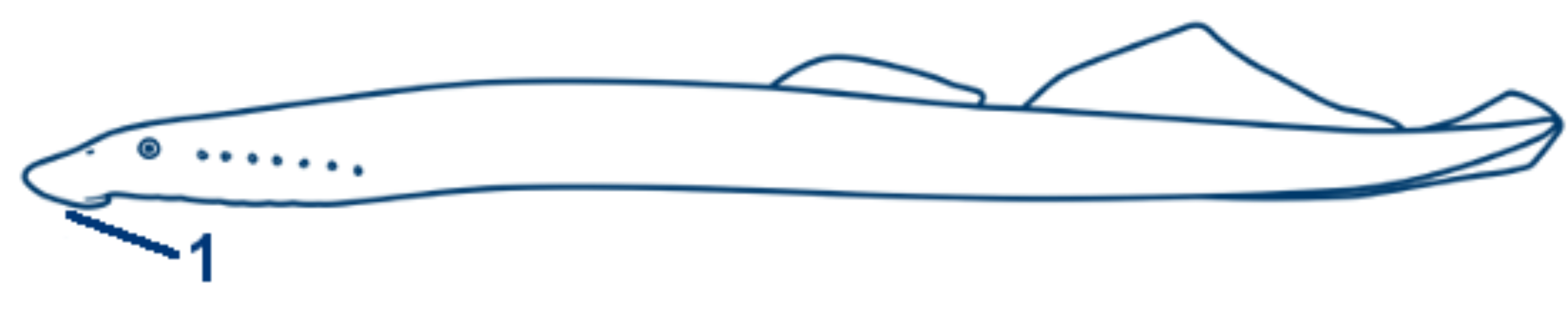 Flussneunauge schematische Zeichnung