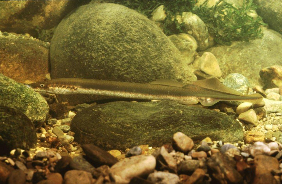 Flussneunauge in Seitenansicht auf einem Stein liegend