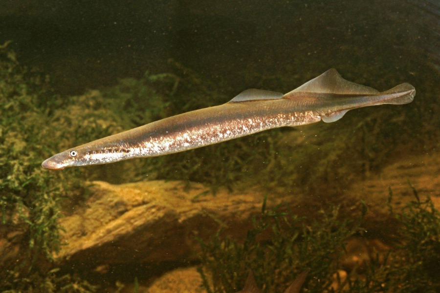 Flussneunauge in Seitenansicht schwimmend