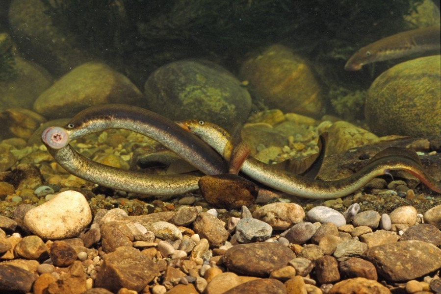 3 Flussneunaugen in Seitenansicht verschlungen