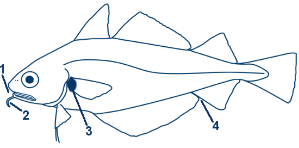 Franzosendorsch schematische Zeichnung