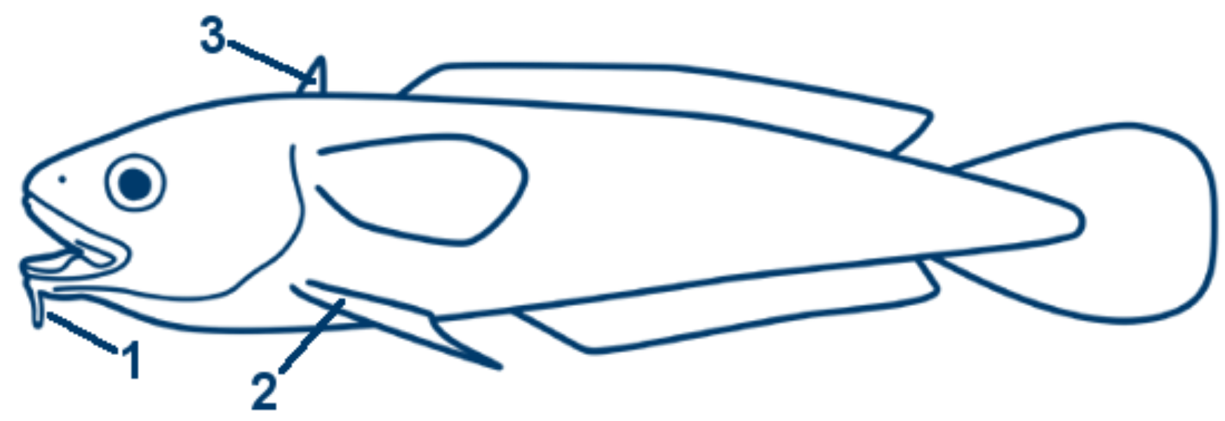 Froschdorsch schematische Zeichnung