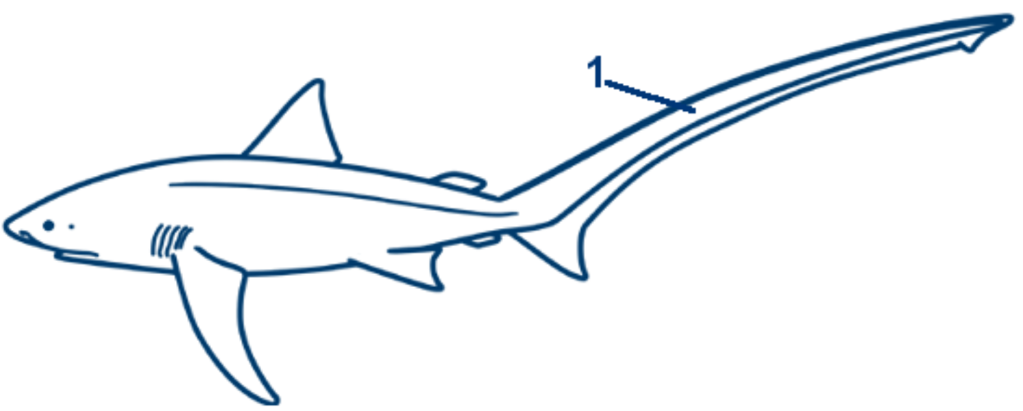 Fuchshai schematische Zeichnung