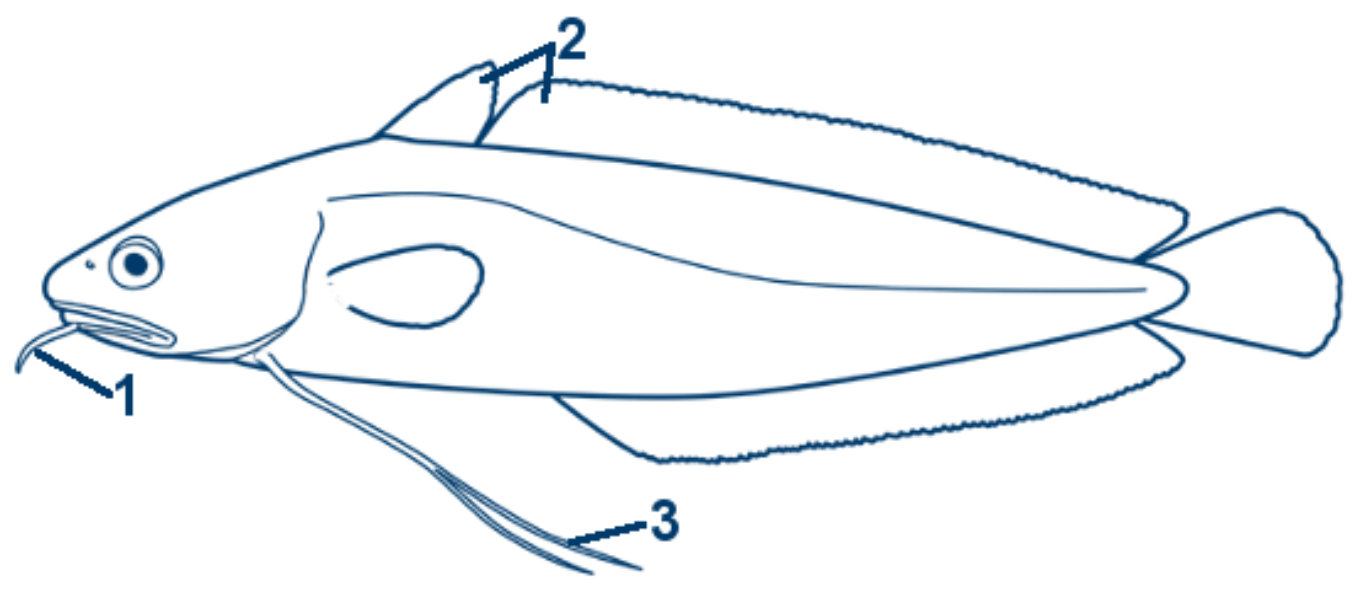 Gabeldorsch schematische Zeichnung