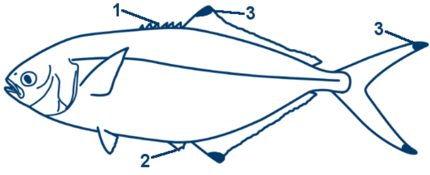 Gabelmakrele schematische Zeichnung